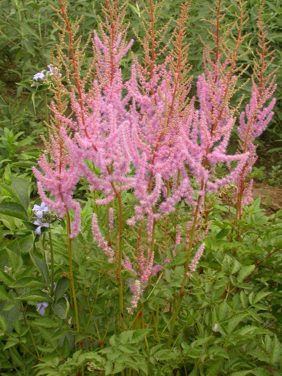 是马钱科醉鱼草属植物.花期4-10月,果期6-12月.
