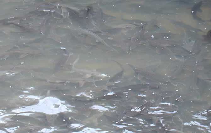  p>七犀潭俗称盘溪大龙潭,有"云南第一泉"之美誉,相传因有七头犀牛于