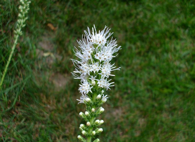 p>蛇鞭菊(学名: i>liatris /i>  i>spicat /i> i>a /i> (l.) willd.