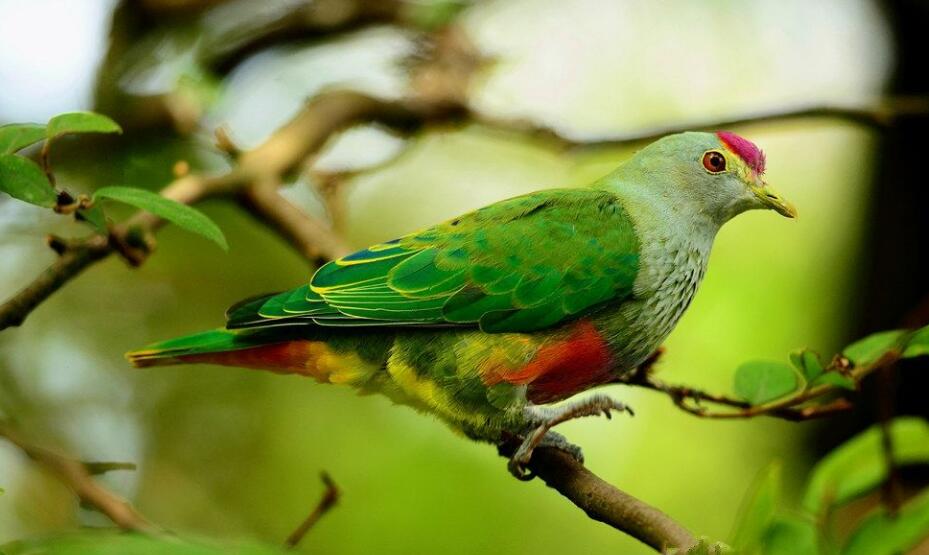  p>华丽果鸠是 a target="_blank" href="/item/鸟纲/1194548" data