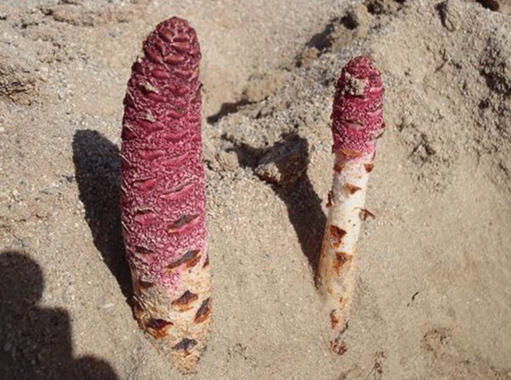  p>肉苁蓉属, a target="_blank" href="/item/列当科/2729018" data