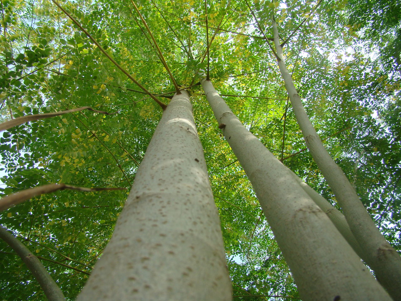  p>辣木树是多年生热带,亚热带落叶乔木,属被子门辣