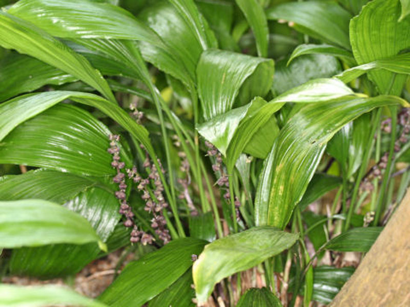  p>匍匐球子草,主要产云南南部和广西,生于海拔850-1400米的林下的一