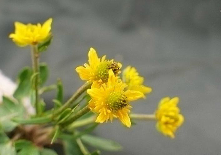  p>圆裂毛茛(学名:ranunculus dongrergensis hand.-mazz.