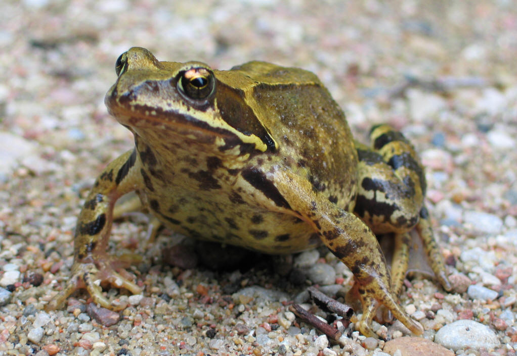  p>泽蛙(rana limnocharis boie , 1834) 隶属于蛙科蛙属,是一种小形