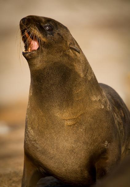 俗称腽肭兽,海熊,阿拉斯加海狗.