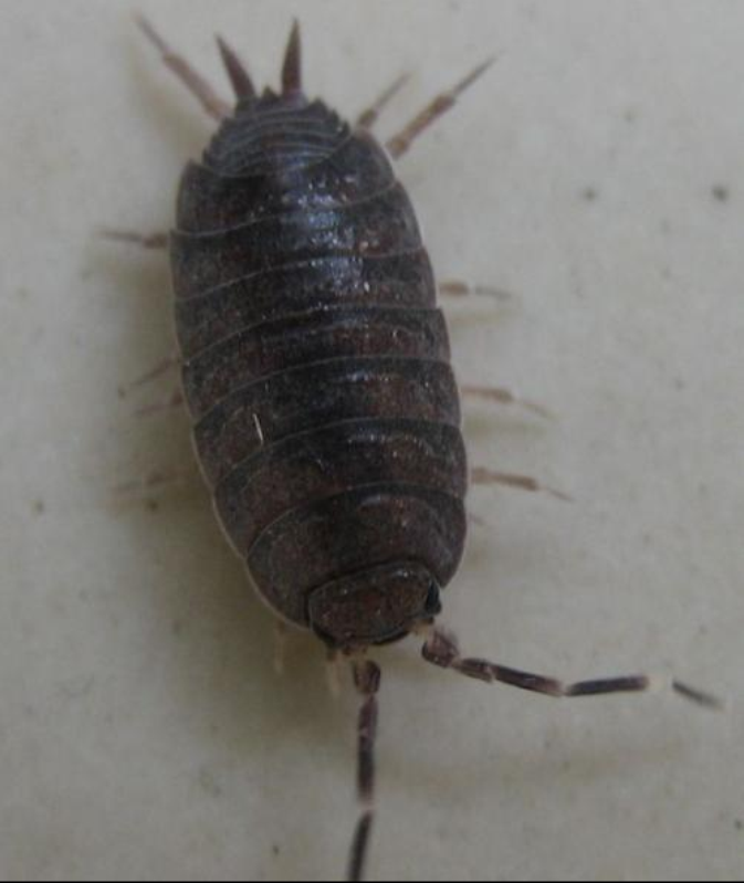  p>鼠妇又名鼠负,负蟠,鼠姑,鼠黏,地虱等,是甲壳纲(crustacea)等足目