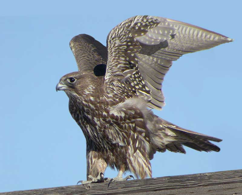  p>矛隼(学名: i>falco rusticolus /i>):是隼科的一种,体长60厘米