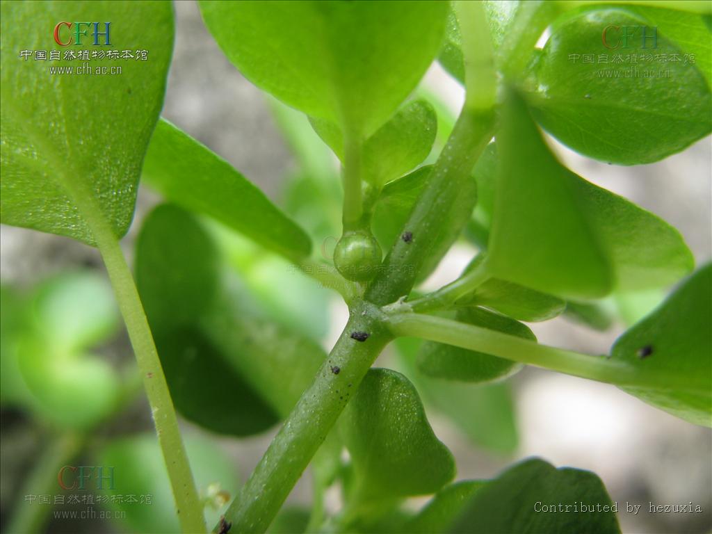  p>波缘冷水花(学名: i>pilea cavaleriei /i> levl.
