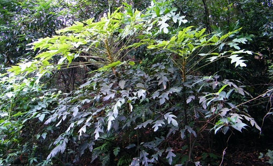  p>穗序鹅掌柴(学名: i>schefflera delavayi /i> (franch.