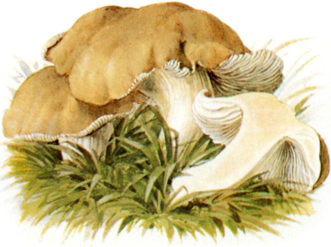  p>香杏丽蘑又称虎皮香杏,黄皮口蘑,香杏蘑.