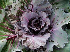 青花菜,紫甘蓝灰霉病