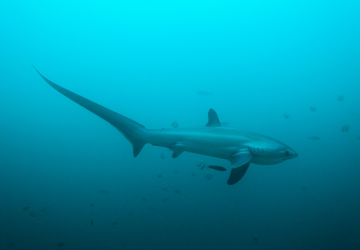 浅海长尾鲨(学名: i>alopias pelagicus /i>)是长尾鲨科,长尾鲨属鲨鱼