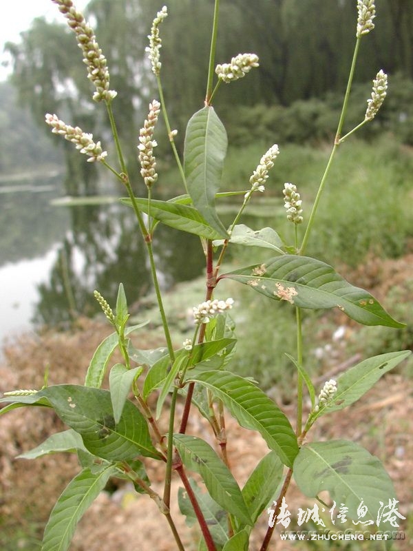  p>别名:牛奶藤(绥江),万年青,四棱筋骨草(四川宜宾).
