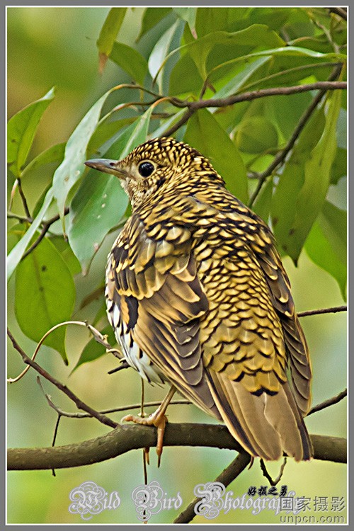  p>虎斑地鸫(学名: i>zoothera dauma /i>)为 a target="_blank" href