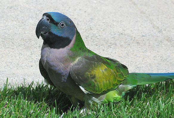  p>德拜鹦鹉(学名: i>psittacula derbiana /i>)是典型的 a target="