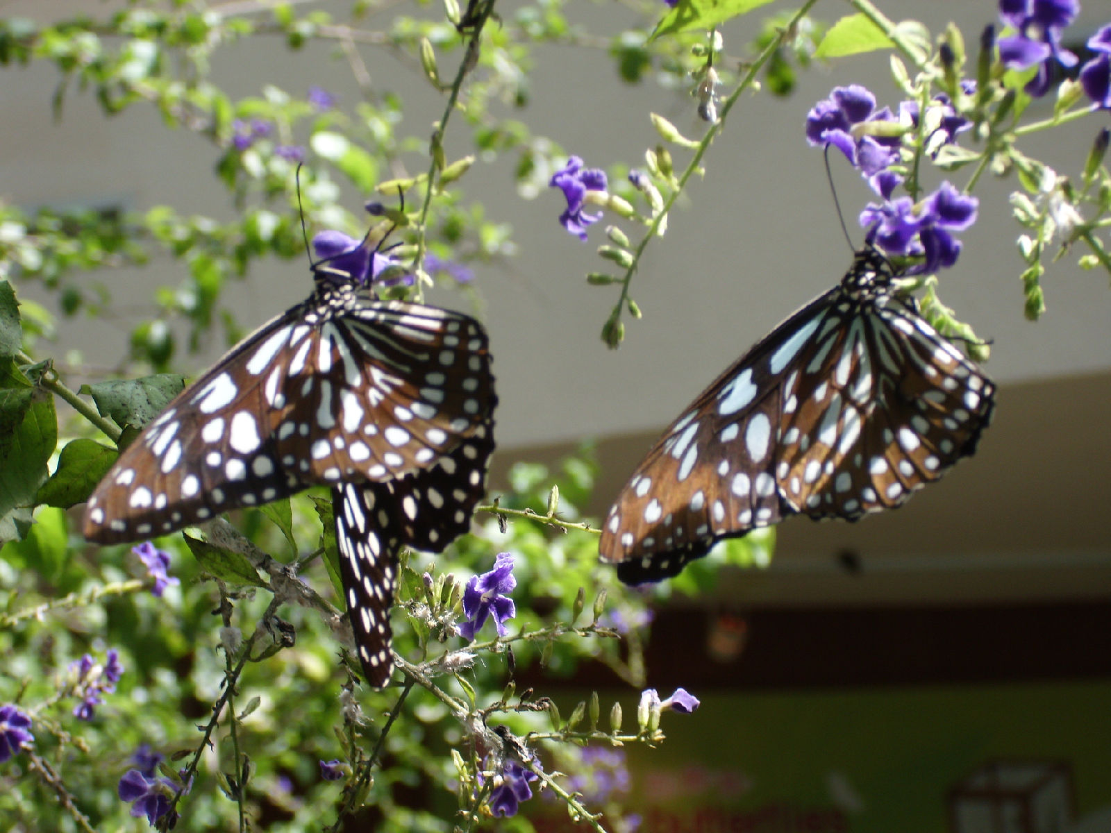 青斑蝶 全网资源