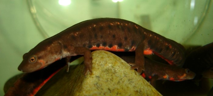  p>无斑肥螈(学名: i>pachytriton labiatus /i>)是蝾螈科,肥螈属有尾