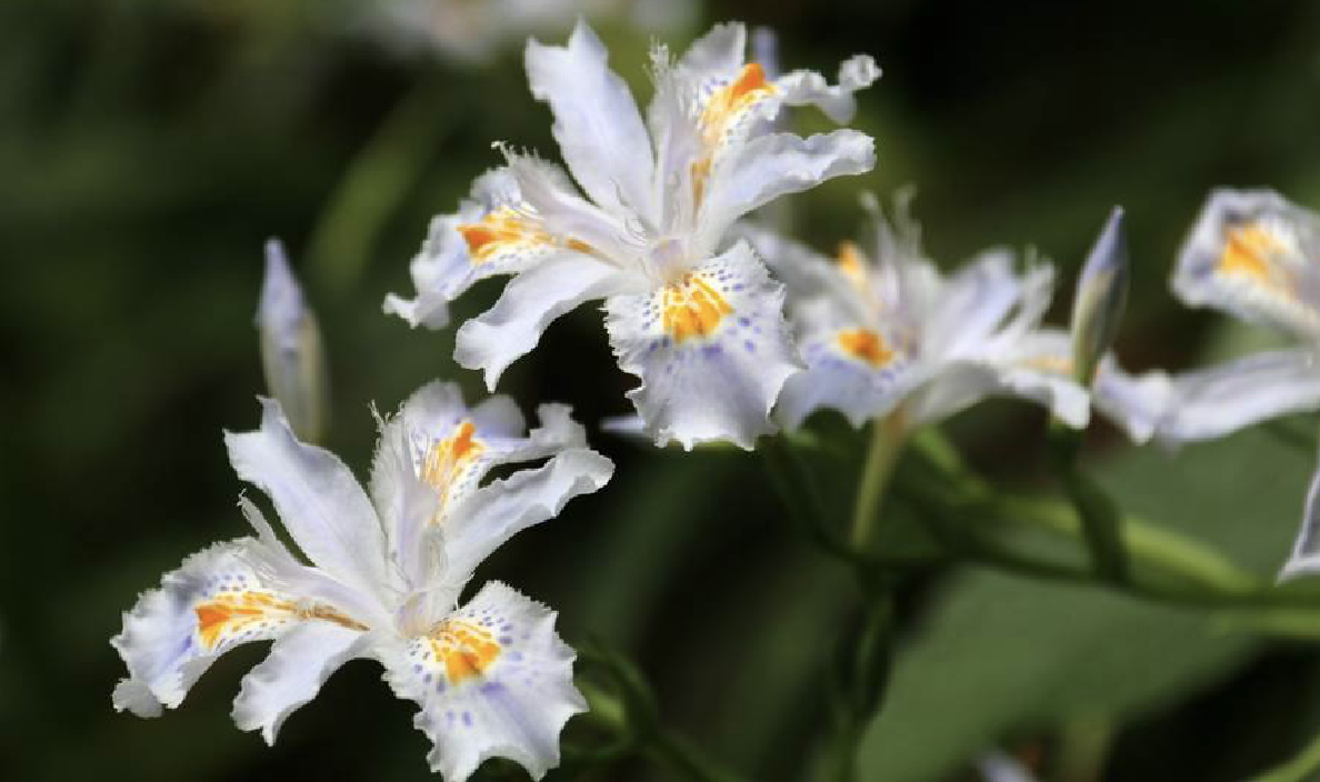 蝴蝶花