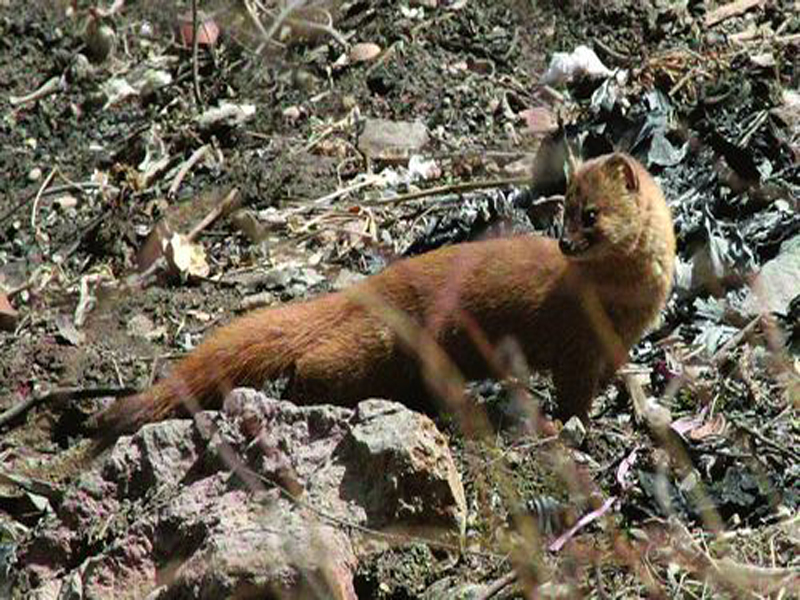  p> b>北社鼠 /b>( a target="_blank" href