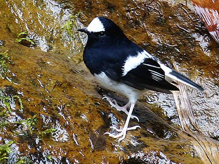  p>小燕尾(学名: i>enicurus scouleri /i>)鸫科燕尾属的一种鸟类,体