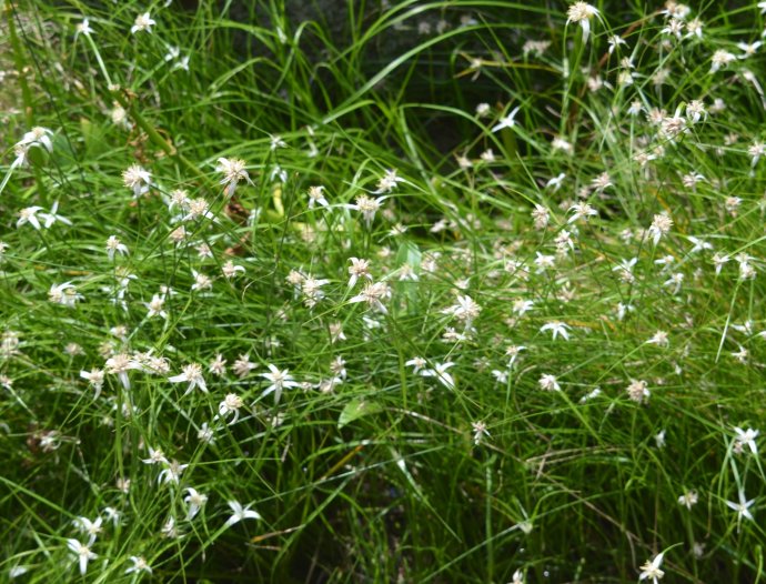  p>白喙刺子莞(学名: i>rhynchospora brownii  /i>roem. et schult.