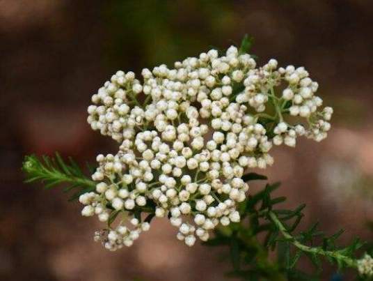 澳洲米花 百度百科