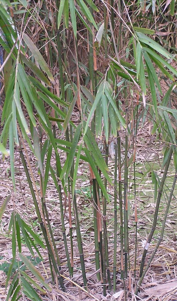  p>春绿玉山竹是禾本科,玉山竹属的一个种,秆高 1-2m,径 0.4-0.
