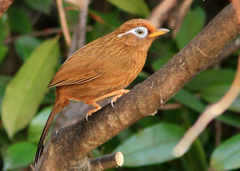  p>画眉鸟(学名: i>garrulax canorus /i>):是鸟纲,画眉科的中型鸟类.