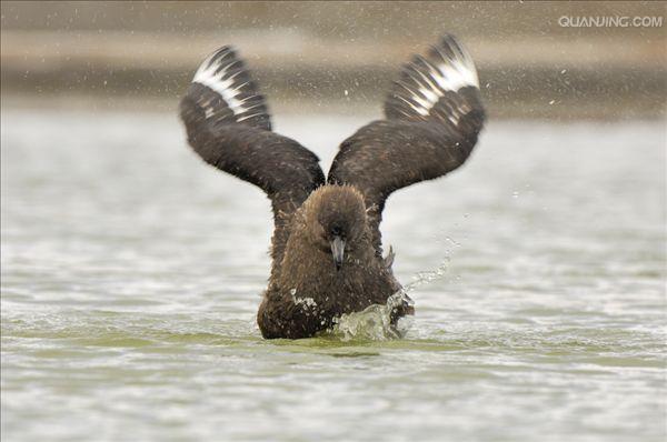south polar skua