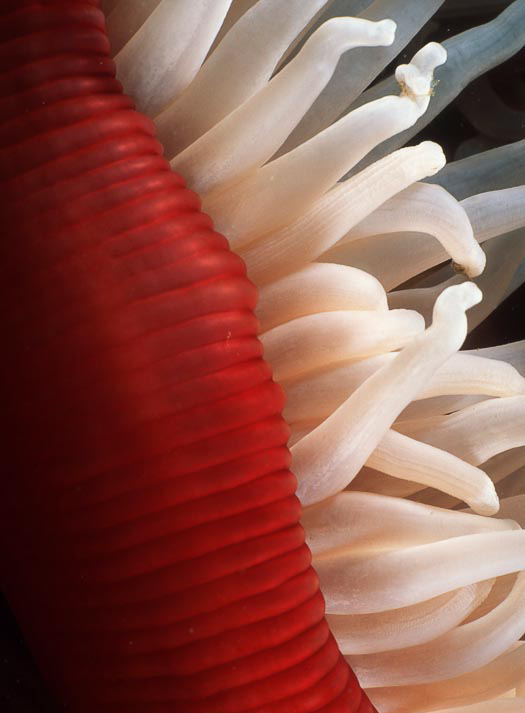  p>北美草莓海葵(学名: i>urticina lofotensis /i>):直径可达10厘米