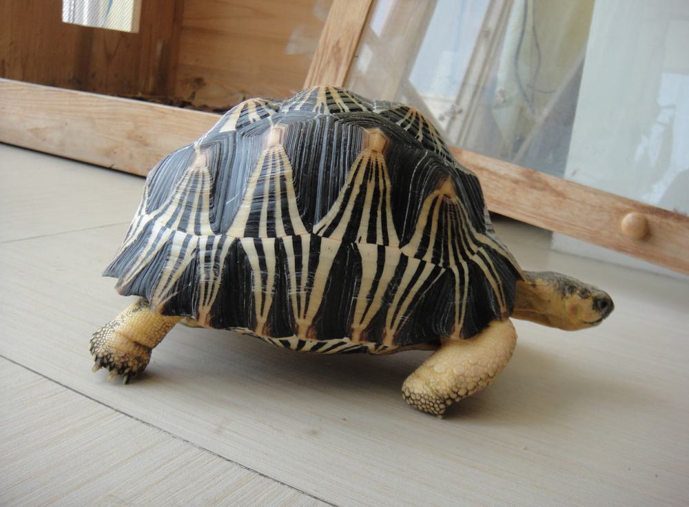 ">辐射陆龟又叫 a target="_blank" href="/item/放射陆龟/5123011"