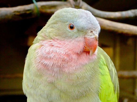公主鹦鹉