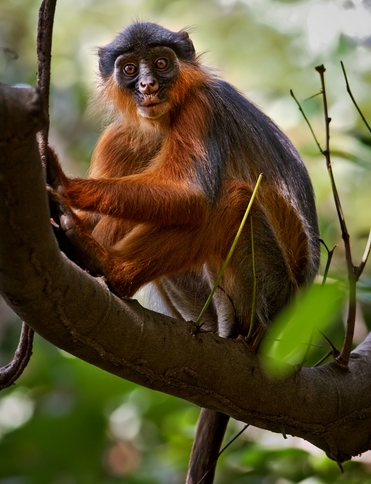 west african red colobus