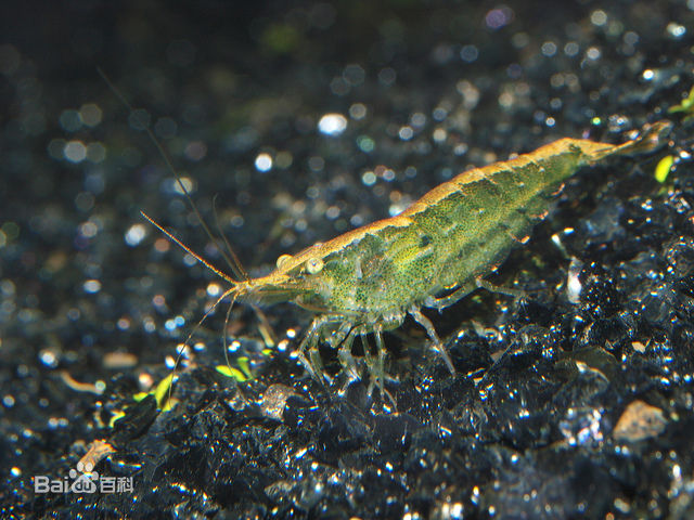  p>黑壳虾是对产自中国的各种 a target="_blank