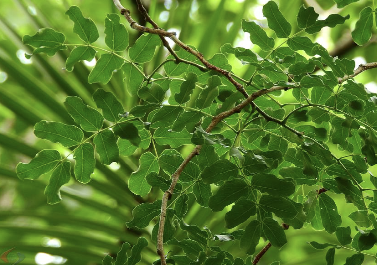  p>黄豆树(学名: i>albizia procera  /i>(roxb.) benth.