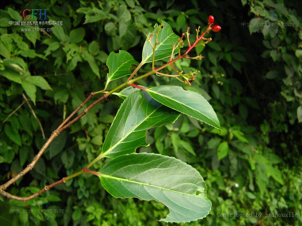 是 a href="#">五福花科 /a>, a href="#">荚蒾属 /a>的植物,是中国