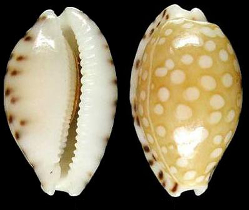 鹿斑宝螺