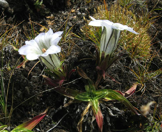  p>大花龙胆( i>gentiana szechenyii /i> kanitz)多年生 a target="