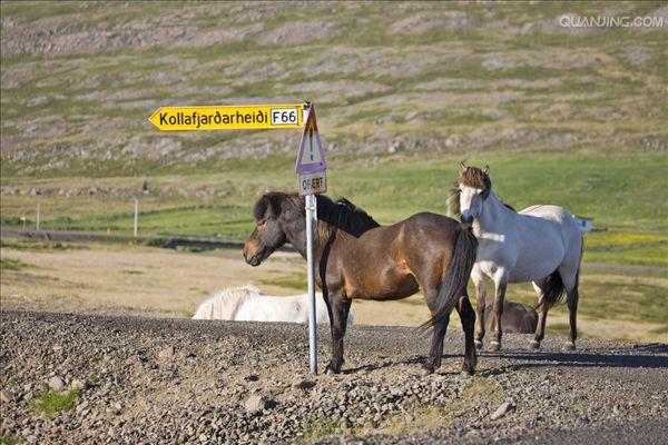 href="#" data-lemmaid="10530701">马种 /a>,约在1200年前由北欧运到