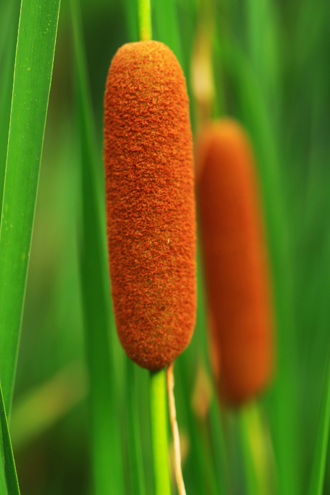  p>香蒲草(拉丁学名: i>typha orientalis presl 