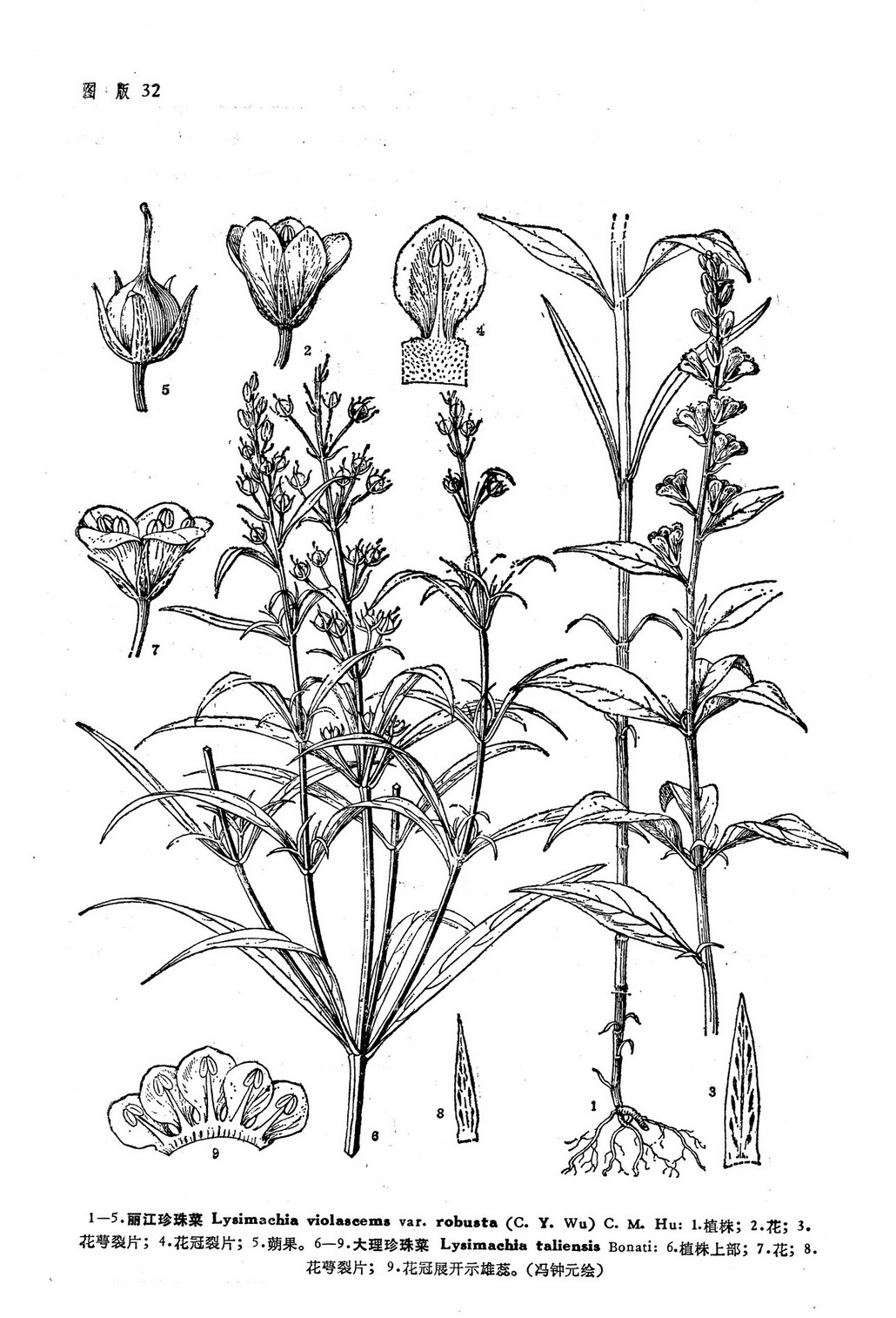  p> b>大理珍珠菜 /b>(学名: i>lysimachia taliensis /i>)为 a