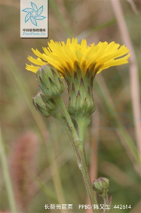 是菊科, a target="_blank" href="/item/苦苣菜属">苦苣菜属 /a>