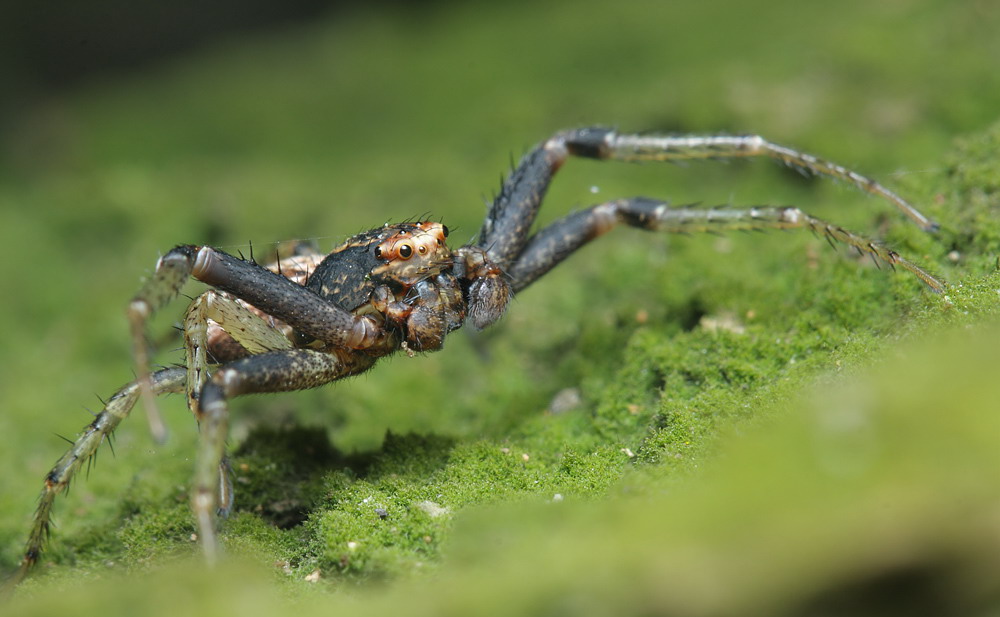 1937),为蜘蛛目(araneae) a href="#">蟹蛛科 /a>花蟹蛛属的一种蜘蛛
