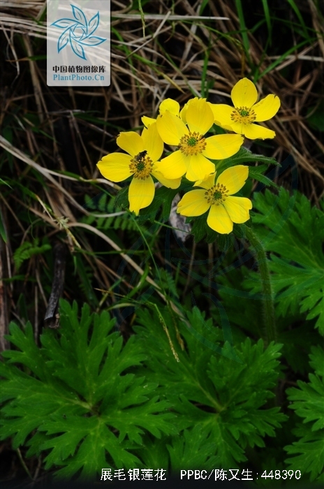  p>展毛银莲花(学名:anemone demissa hook.f.