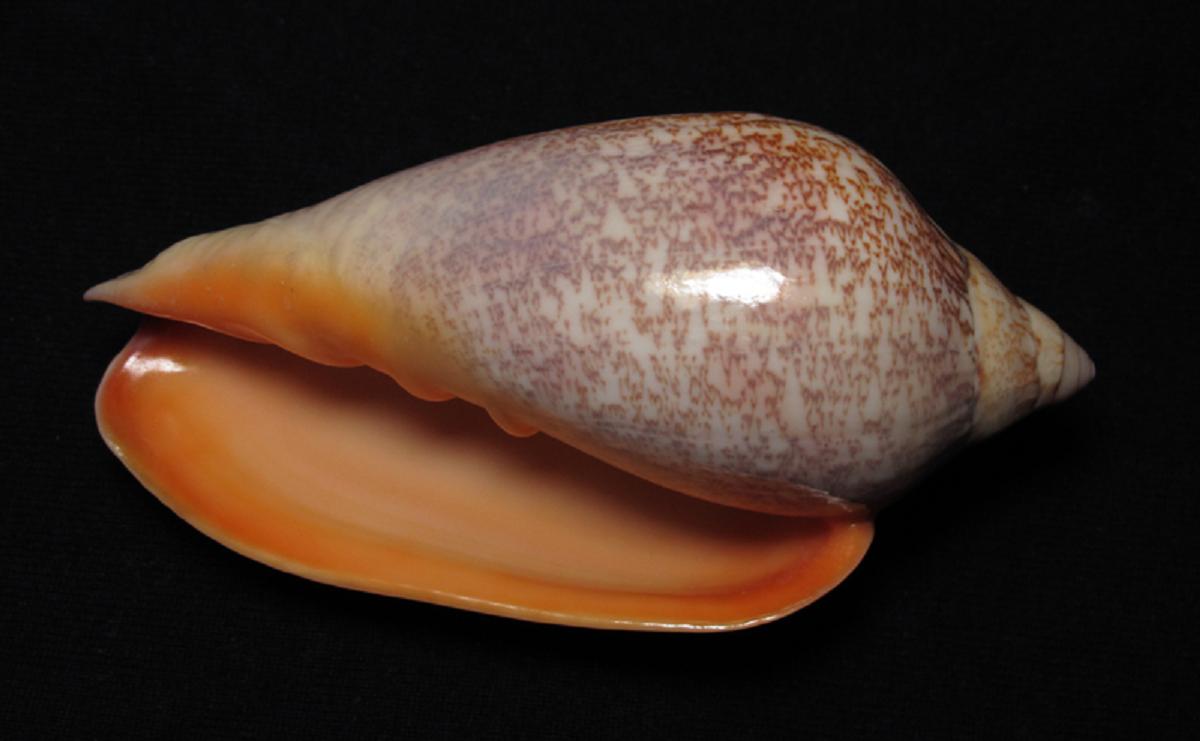 id="110408">前鳃亚纲 /a>(prosobranchia)涡螺科(volutidae)海生动物