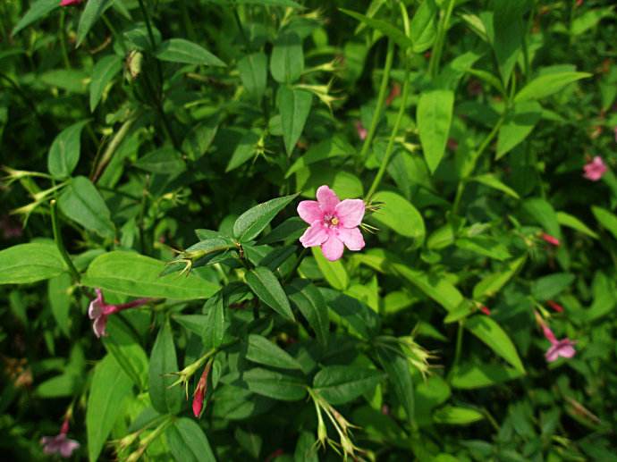 别名:红花茉莉