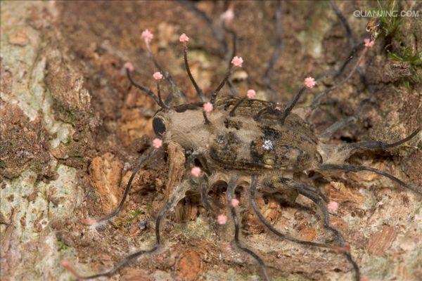  p> a href="#">鞘翅目 /a>(coleoptera)象甲科( i>curculionidae