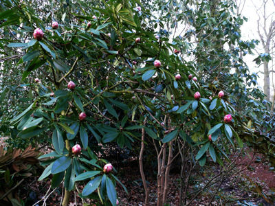  p>团花杜鹃(学名: i>rhododendron anthosphaerum /i> diels): a