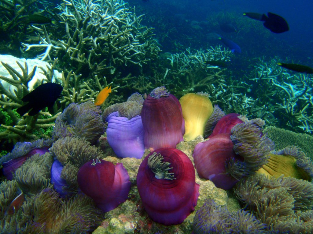 广东徐闻珊瑚礁国家级自然保护区